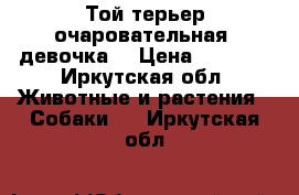 Той-терьер очаровательная  девочка  › Цена ­ 3 000 - Иркутская обл. Животные и растения » Собаки   . Иркутская обл.